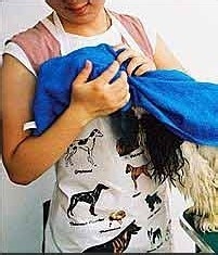 如何狗洗澡?狗狗洗澡中应哪些方面