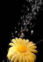 如何栽培好菊花