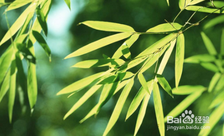 竹子叶子发黄是怎么回事?