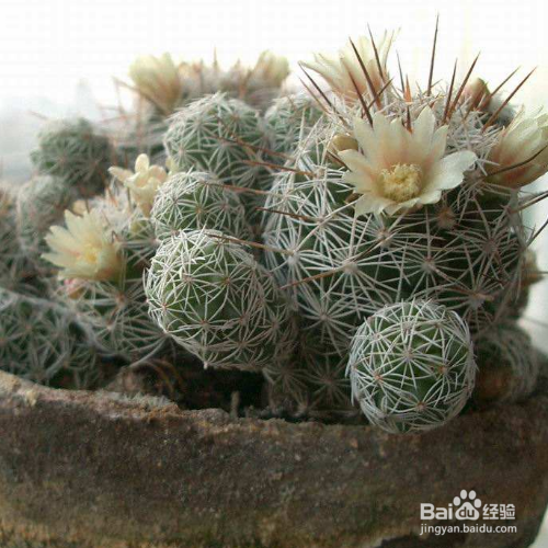 怎么把白檀仙人掌养好？