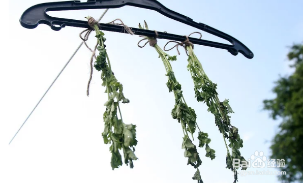 如何在室温下风干并储存香菜