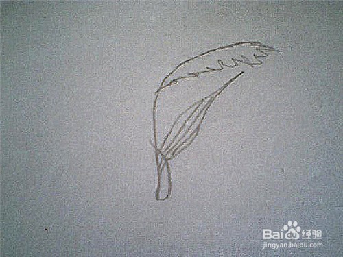 简笔画芦苇的画法