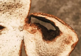 为什么有的新会陈皮会用红绳子扎起来？