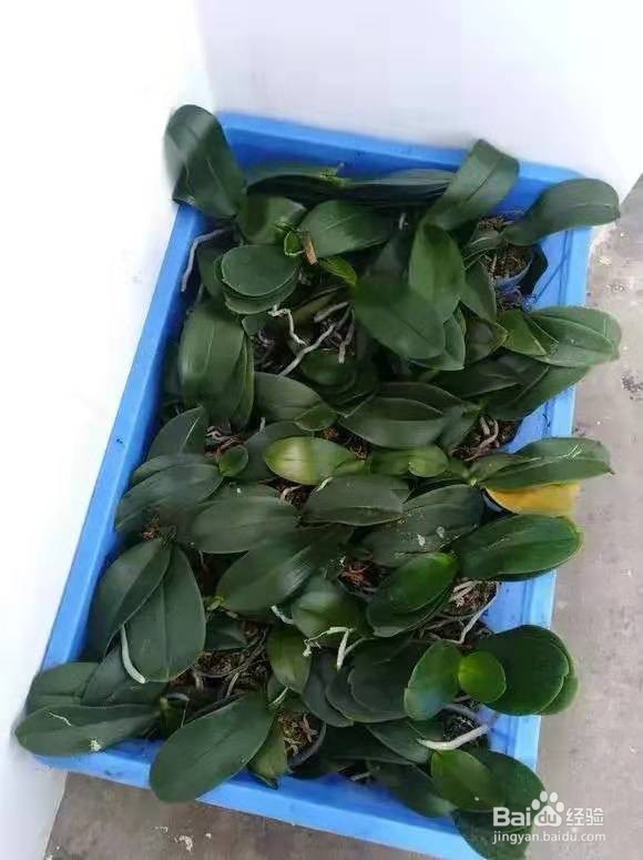 垃圾桶里一堆“贵货”花，丢人也要捡