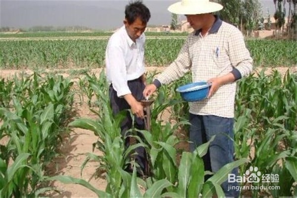 该怎么施用钾肥并了解它的作用呢?