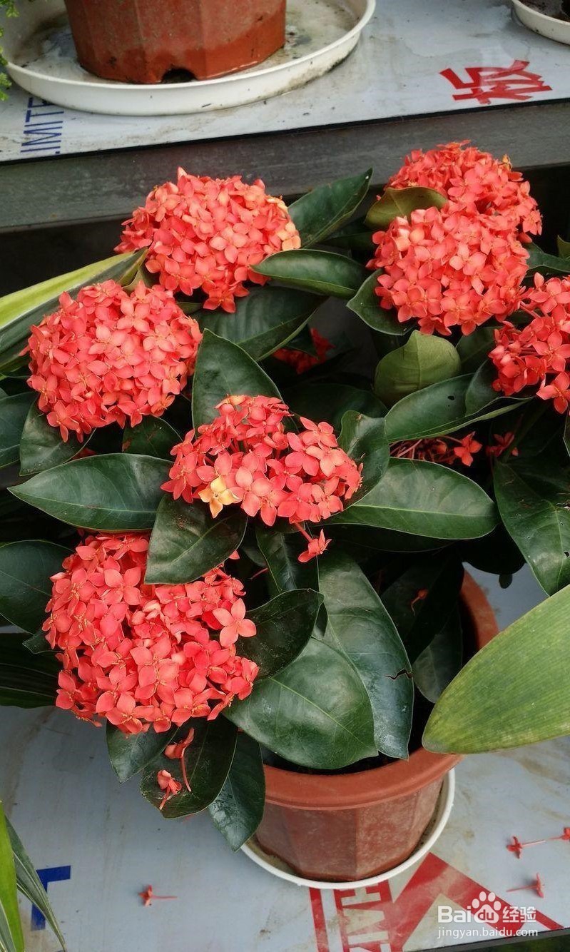 盆栽龙船花的诀窍