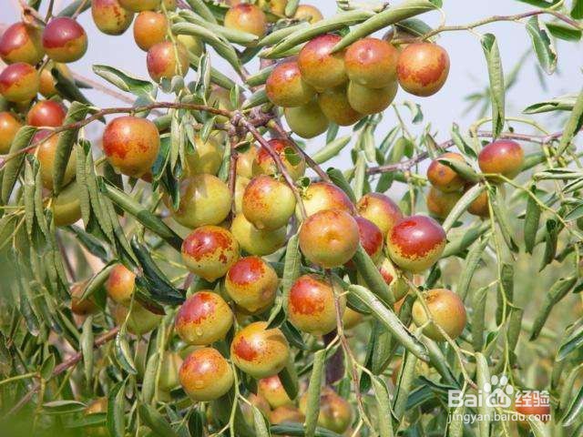 冬枣怎么清洗和存放