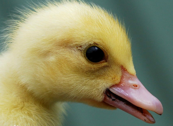 为什么小鸡、小鸭的羽毛都是黄色的，而长大后都会变色