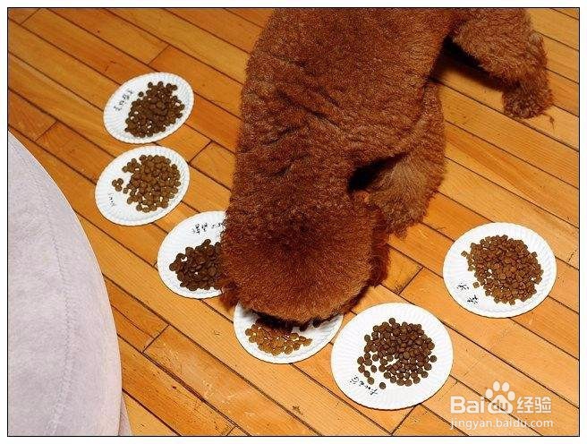 养幼犬注意事项 养小狗要注意什么