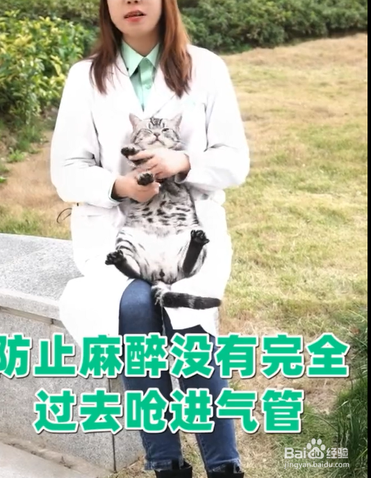 公猫绝育后应该如何科学防护?