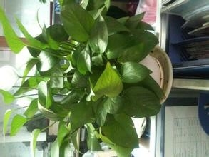 室内植物的名称及作用