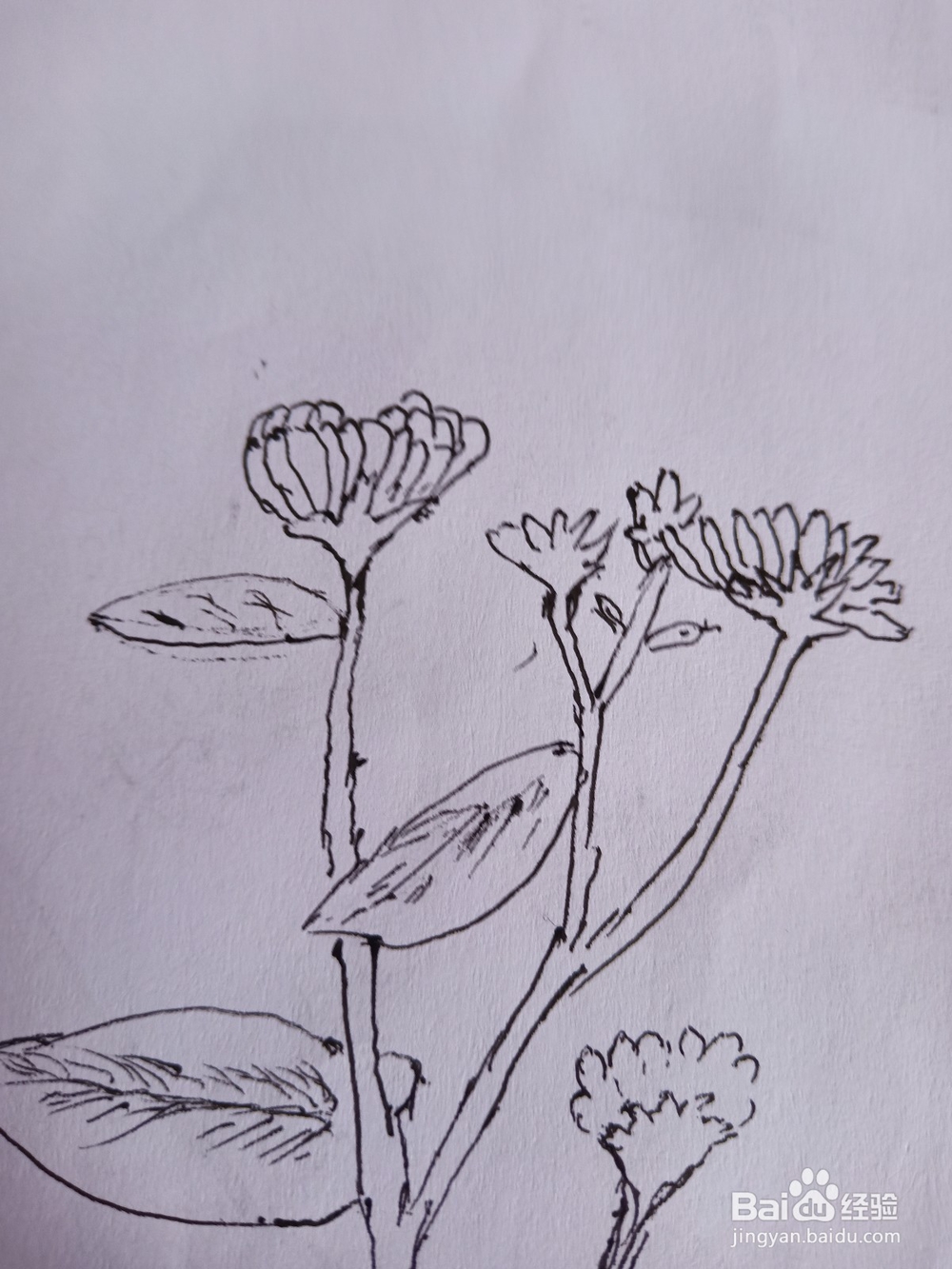 花朵与蝴蝶简笔画①