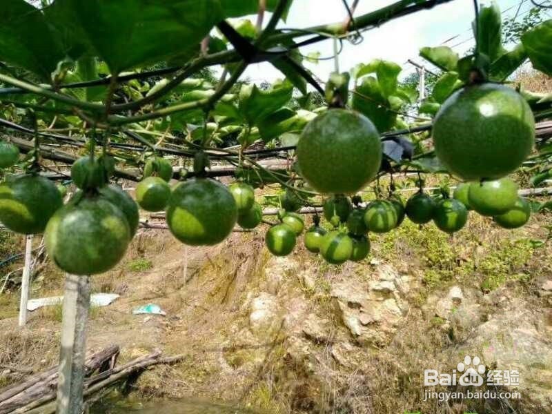 百香果的种植方法视频