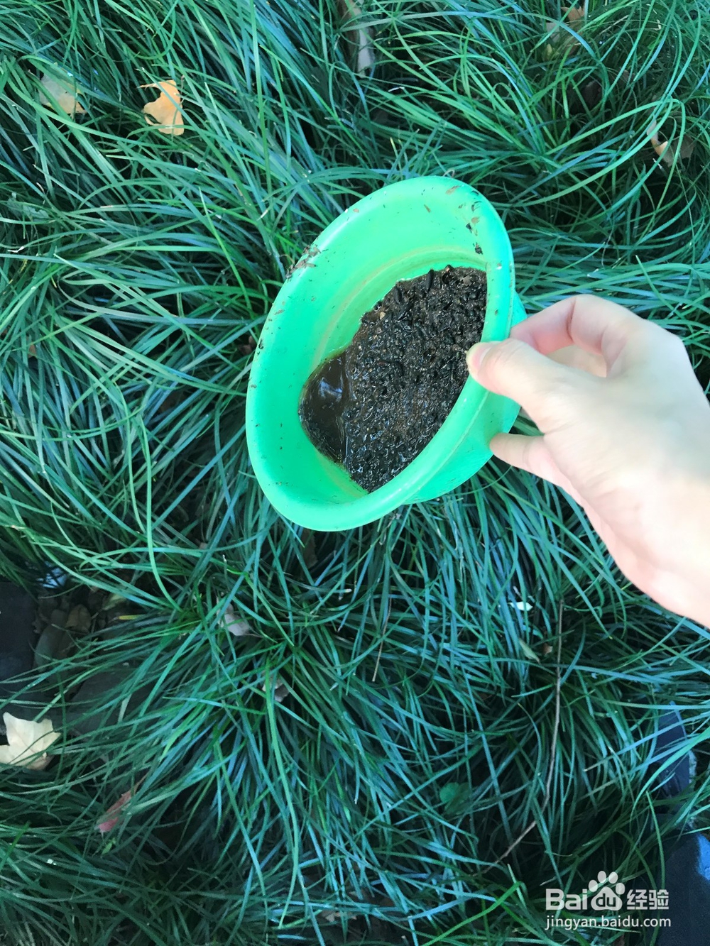 如何收起装满苍蝇尸体的苍蝇笼子(捕蝇笼)?