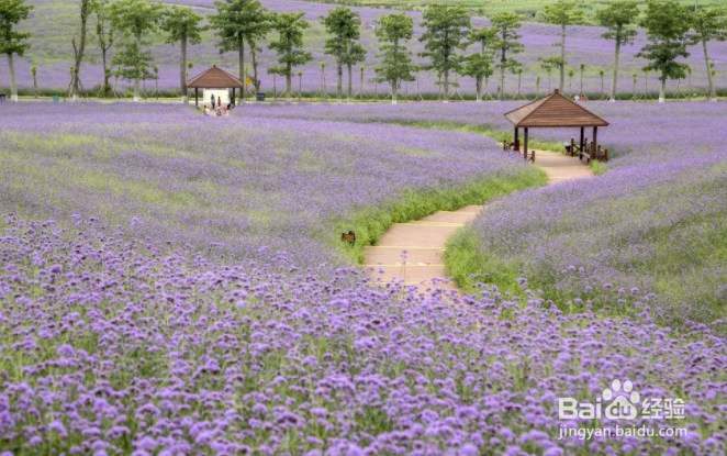 想去来宾旅游,有什么旅游攻略呢