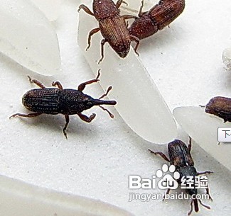 家中常见昆虫的鉴别方法