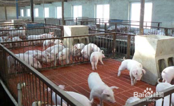 养猪场怎样除臭