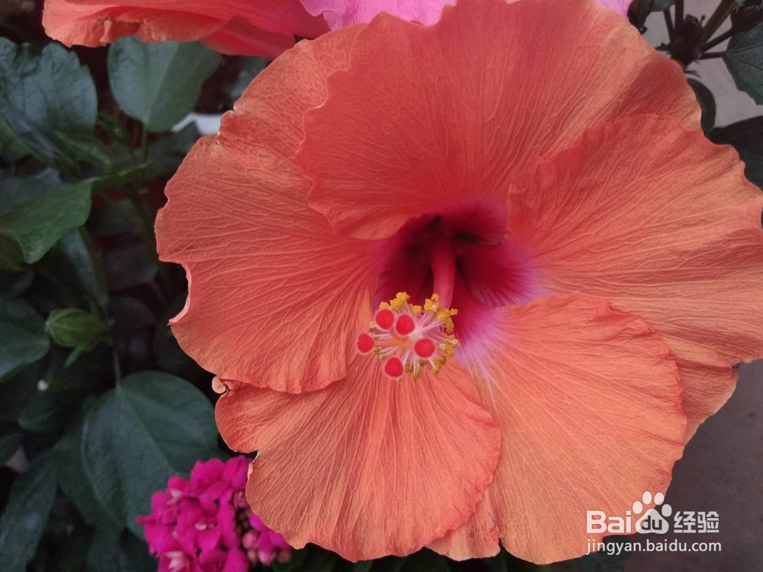 桑叶牡丹冬季养殖方法