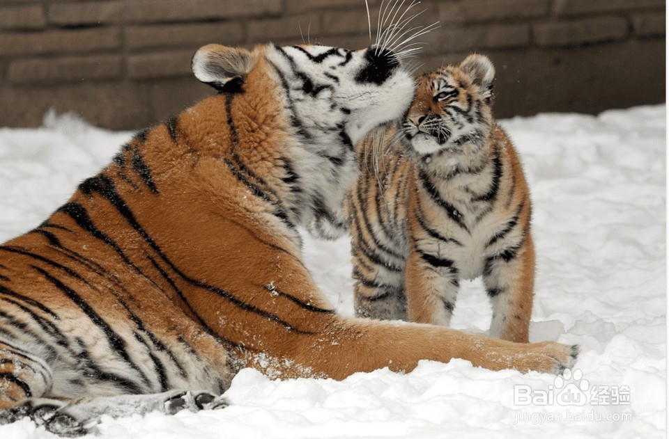 10只准备离开巢的动物
