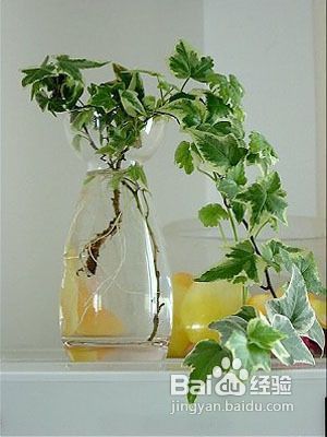 甲醛危害及去除甲醛的六大植物