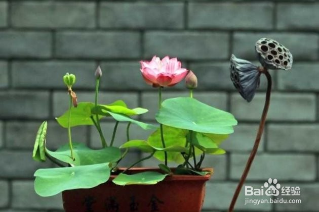 碗莲花种子怎样水栽