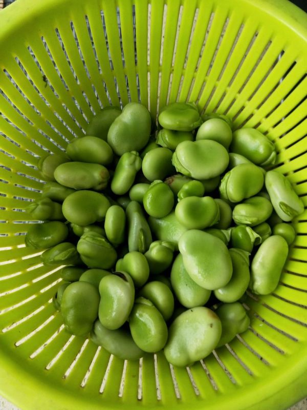 五香五花肉焖蚕豆