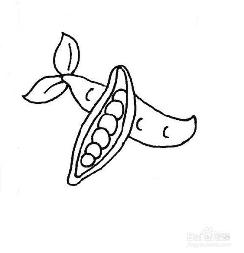 荷兰豆的简笔画