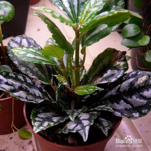 冷水花怎么养？