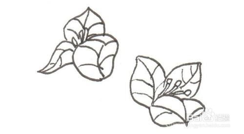 如何画出美丽的三角梅