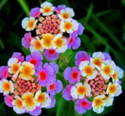 五色梅开花少怎么办