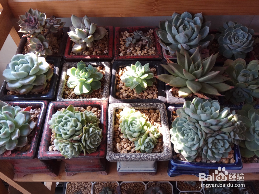 多肉里面长新芽怎么办