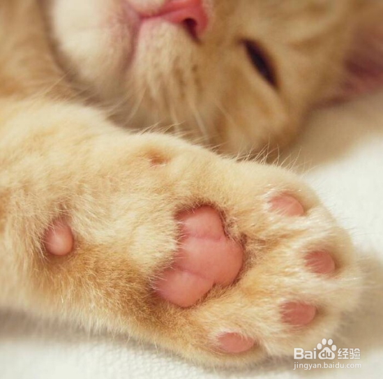 揭秘为何不能碰猫咪的肉垫！