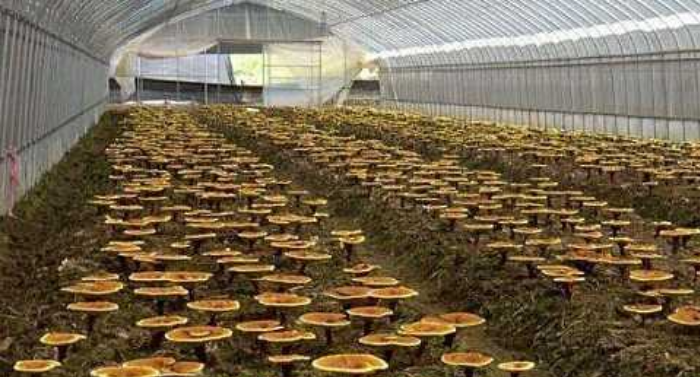 室内怎样养蘑菇