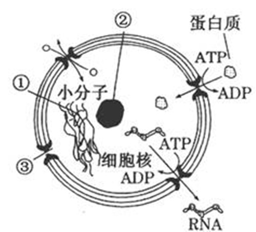 什么物质能通过核孔 什么物质能通过核膜