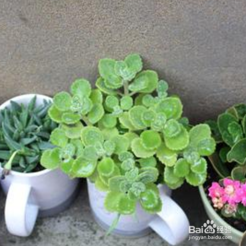 养殖碰碰香的方法有哪些？