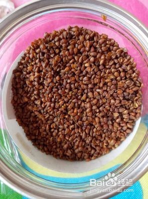 不同的人喝天然硒荞子茶有何作用
