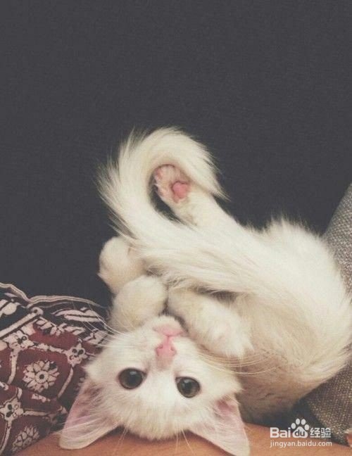 检测猫咪想不想我的4个办法