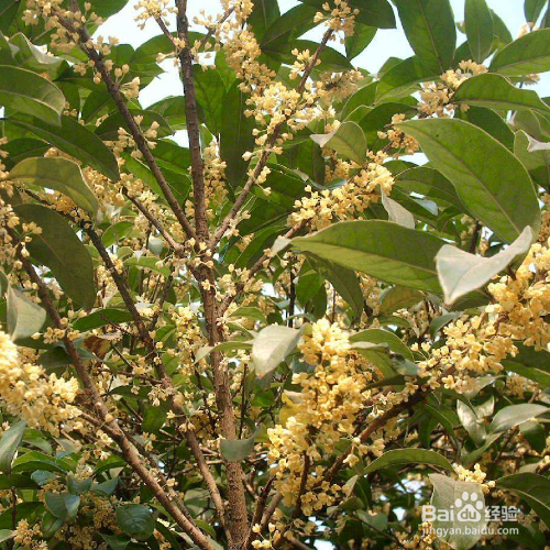 桂花树的叶子干了怎么办？