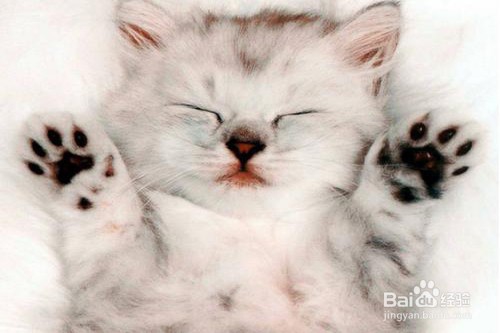 猫咪有哪些常见的疾病？应该怎么处理