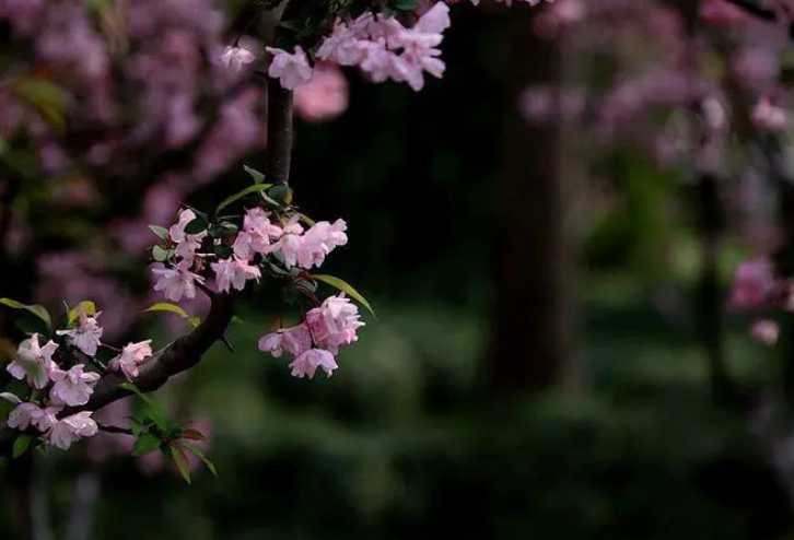 关于春天的英语小短文怎么写