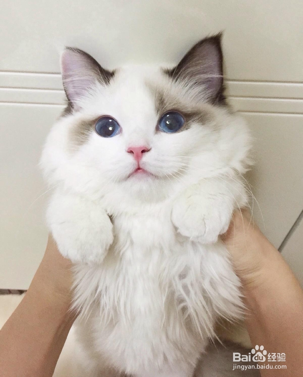 猫咪变老了会怎么样