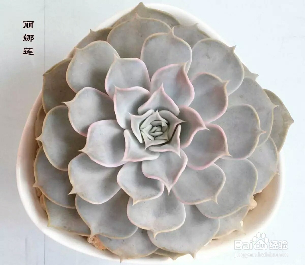 常见多肉植物养殖7