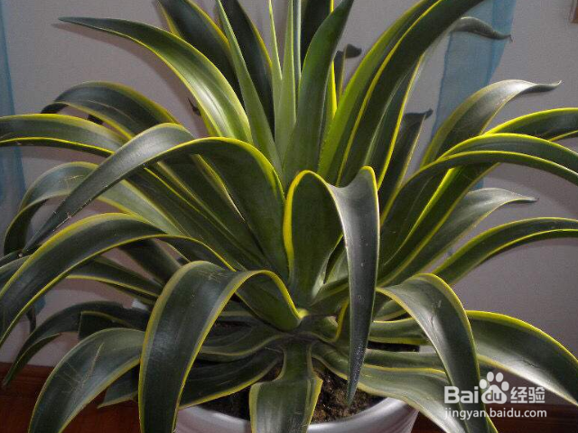 金边龙舌兰一般会长哪些害虫？