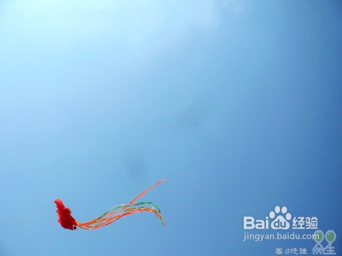 【春的迁徙】冬日，昆明观鸥攻略