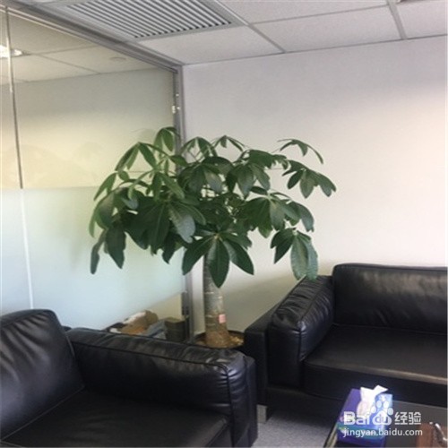 发财树根腐烂最快的处理方法