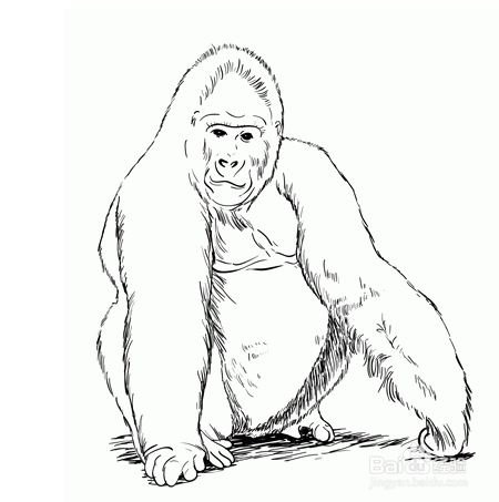猩猩简笔画 教学图片
