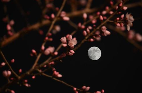 秋千院落夜沉沉地上一句是什么