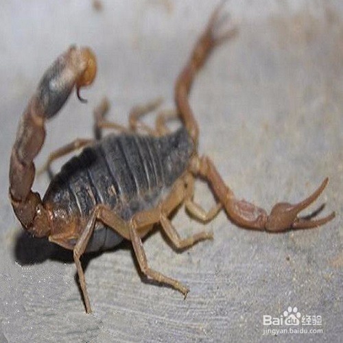 蝎子养殖 蝎子的价值和用处