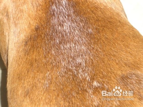 宠物狗脱毛原因与防治