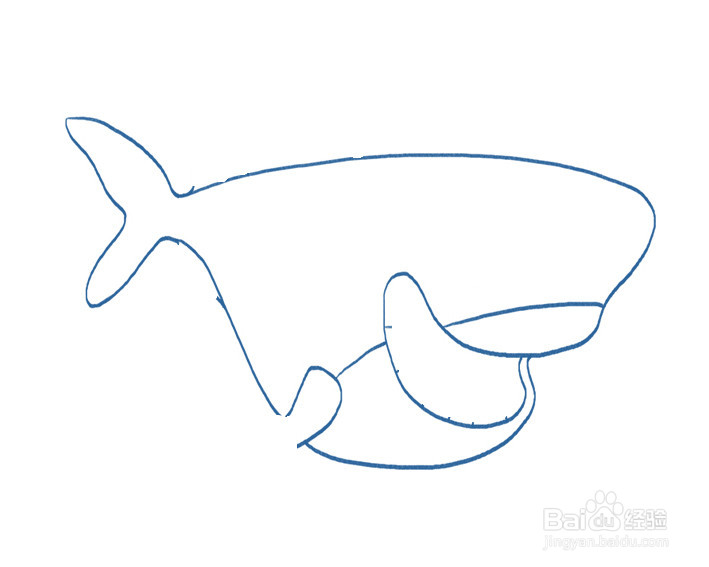 简单鲨鱼的画法